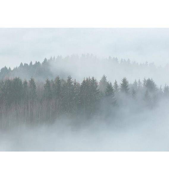 Fototapeta AS Creation Designwalls Foggy Fir Trees 2 DD118604