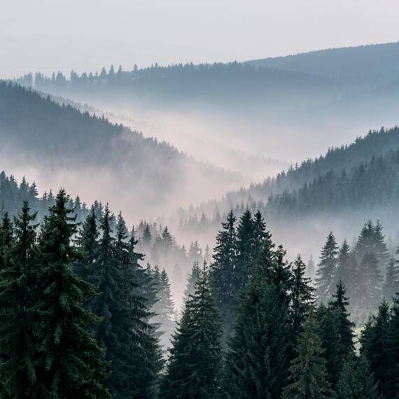 Wall mural Consalnet Natural landscape Forest in the fog VI 14455