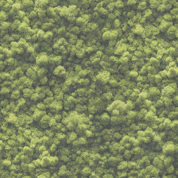 Tapeta ścienna imitująca mech AS Creation Pint Walls 2 - 39405-1