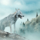 Wall mural Consalnet Wolf 14683