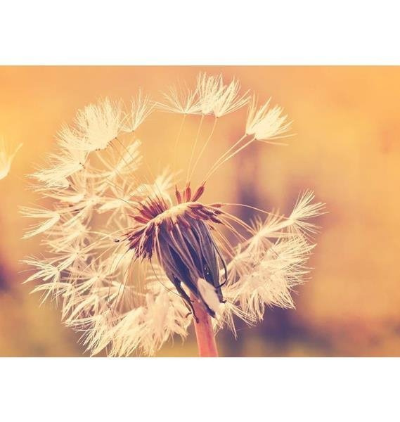 Fototapeta AS Creation Designwalls Flying Dandelion 1 DD118594