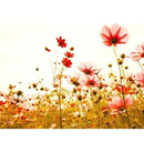 Fototapeta AS Creation Designwalls Flower Meadow 2 DD118600