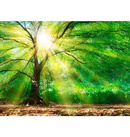 Fototapeta AS Creation Designwalls Forest Light DD118798