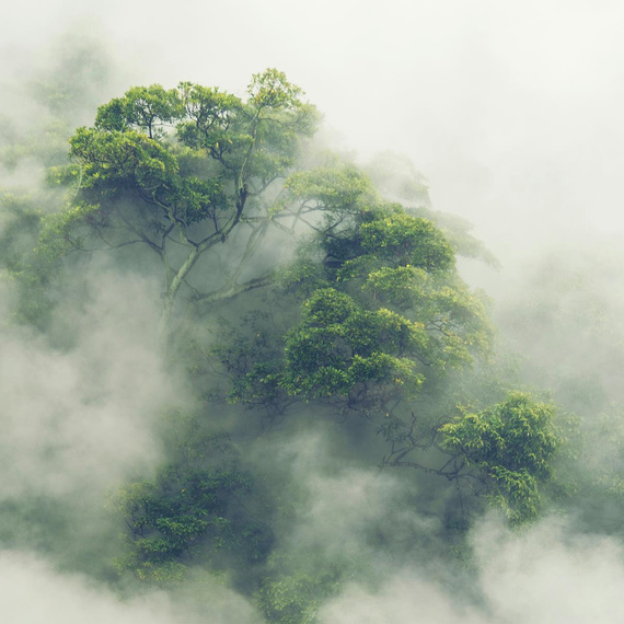 Fototapete Consalnet Naturlandschaft Wald im Nebel V 14519