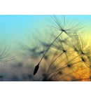 Fototapeta AS Creation Designwalls Flying Dandelion 1 DD118590