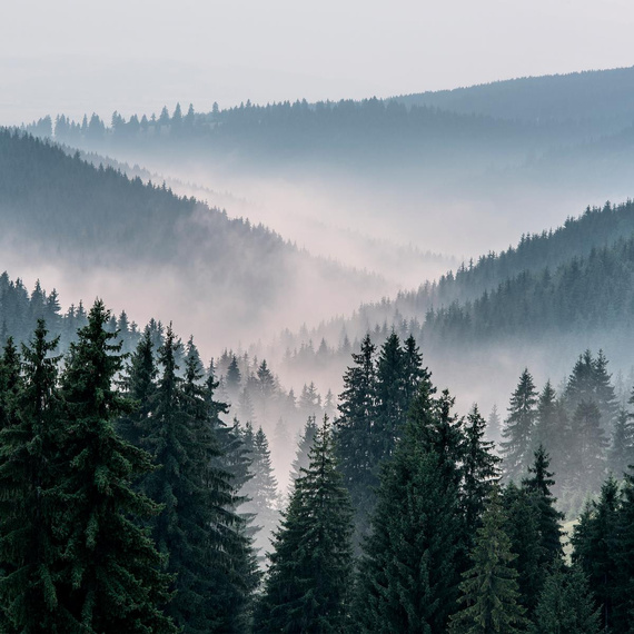 Fototapete Consalnet Naturlandschaft Wald im Nebel VI 14455