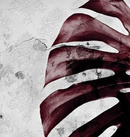 Fototapeta Consalnet Liść Monstera 13517