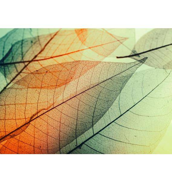 Fototapeta AS Creation Designwalls Limpid Leaf 2 DD118588