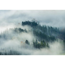 Wall mural Consalnet Natural landscape Forest in the fog 14552