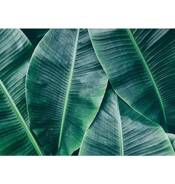 Fototapeta AS Creation Designwalls Banana Leaves 1 DD118560