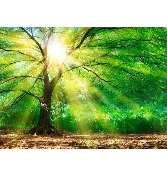 Fototapeta AS Creation Designwalls Forest Light DD118798