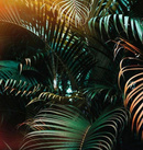 Fototapeta AS Creation Designwalls Jungle Colour DD118795