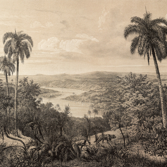 Fototapeta Consalnet Vintage Dżungla Amazonia 14593